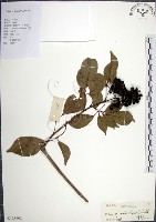 藏品(山埔姜)的圖片