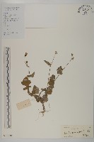 藏品(紫背草)的圖片