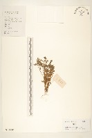 藏品(假吐金菊)的圖片
