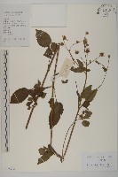 藏品(大花咸豐草)的圖片