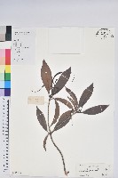 藏品(絲線吊芙蓉)的圖片