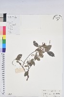 藏品(日本五月茶、南投五月茶)的圖片