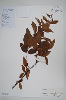 藏品(腰骨藤)的圖片