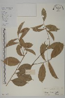 藏品(南華南蛇藤，青江藤)的圖片