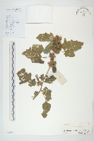 藏品(蒼耳)的圖片