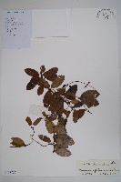 藏品(弓果藤)的圖片