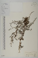 藏品(茵蔯蒿)的圖片