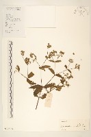 藏品(豨簽)的圖片