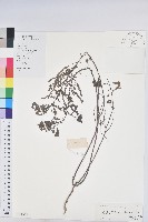 藏品(葉下珠、珠仔草)的圖片