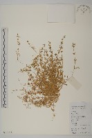 藏品(雀舌草)的圖片