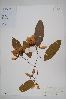 藏品(樟葉槭)的圖片