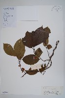 藏品(京梨獼猴桃)的圖片