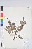 藏品(珠子木)的圖片