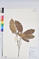 藏品(棒柄花)的圖片