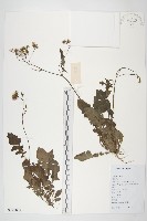 藏品(黃鵪菜)的圖片