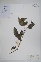 藏品(長苞藍)的圖片