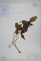 藏品(長苞藍)的圖片