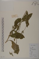 藏品(白花地膽草)的圖片