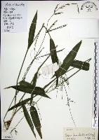 藏品(棕葉狗尾草)的圖片