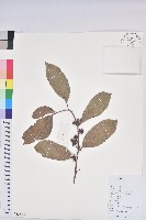 藏品(銀柴)的圖片