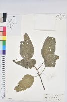 藏品(滑桃樹)的圖片