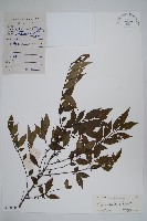 藏品(燈稱花、烏雞骨)的圖片