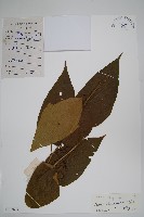 藏品()的圖片