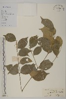 藏品(亮葉衛矛、中華衛矛)的圖片