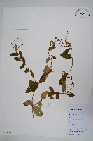 藏品(隱鱗藤)的圖片