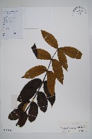 藏品(火燄木)的圖片