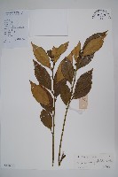 藏品(長葉野扇花)的圖片