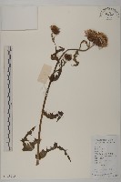 藏品(小薊)的圖片