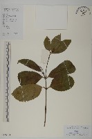 藏品(草珊瑚、紅果金粟蘭)的圖片