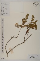 藏品(白舌紫菀)的圖片