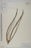 藏品(銀木麻黃)的圖片