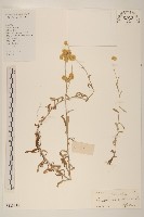 藏品(秋鼠麴草)的圖片