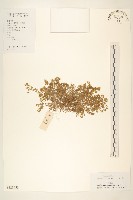 藏品(假吐金菊)的圖片