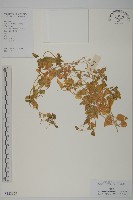 藏品(牛繁縷)的圖片