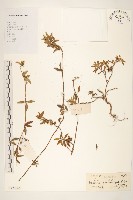 藏品(天蓬草舅)的圖片