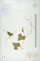 藏品(裸瓣瓜)的圖片