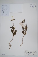 藏品(紅龍草)的圖片