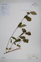 藏品(假杜鵑)的圖片