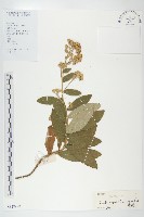 藏品(羊耳菊)的圖片