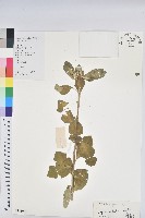 藏品(白苞猩猩草)的圖片