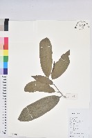 藏品(五月茶)的圖片