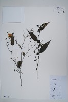 藏品(疏花馬藍)的圖片