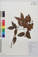 藏品(亮葉雀梅藤)的圖片