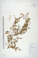 藏品(卵葉菜欒藤)的圖片