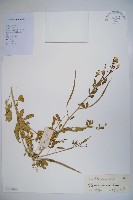 藏品(向天黃)的圖片