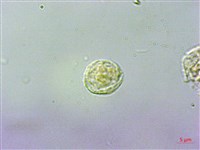 藏品(吐煙花)的圖片